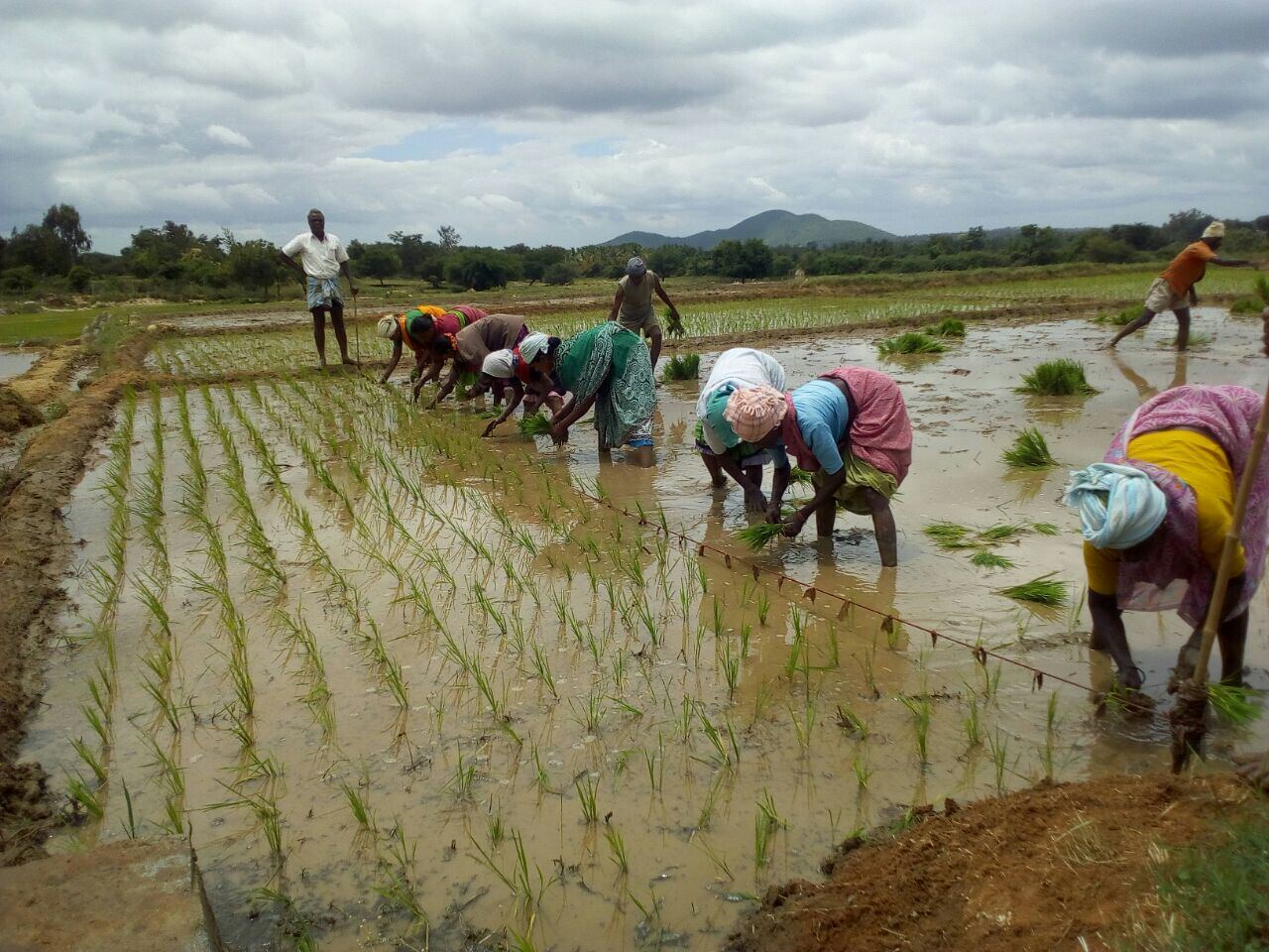 SRI paddy at Madhugonahalli village, Huliyurudurga hobli, Kunigal taluk