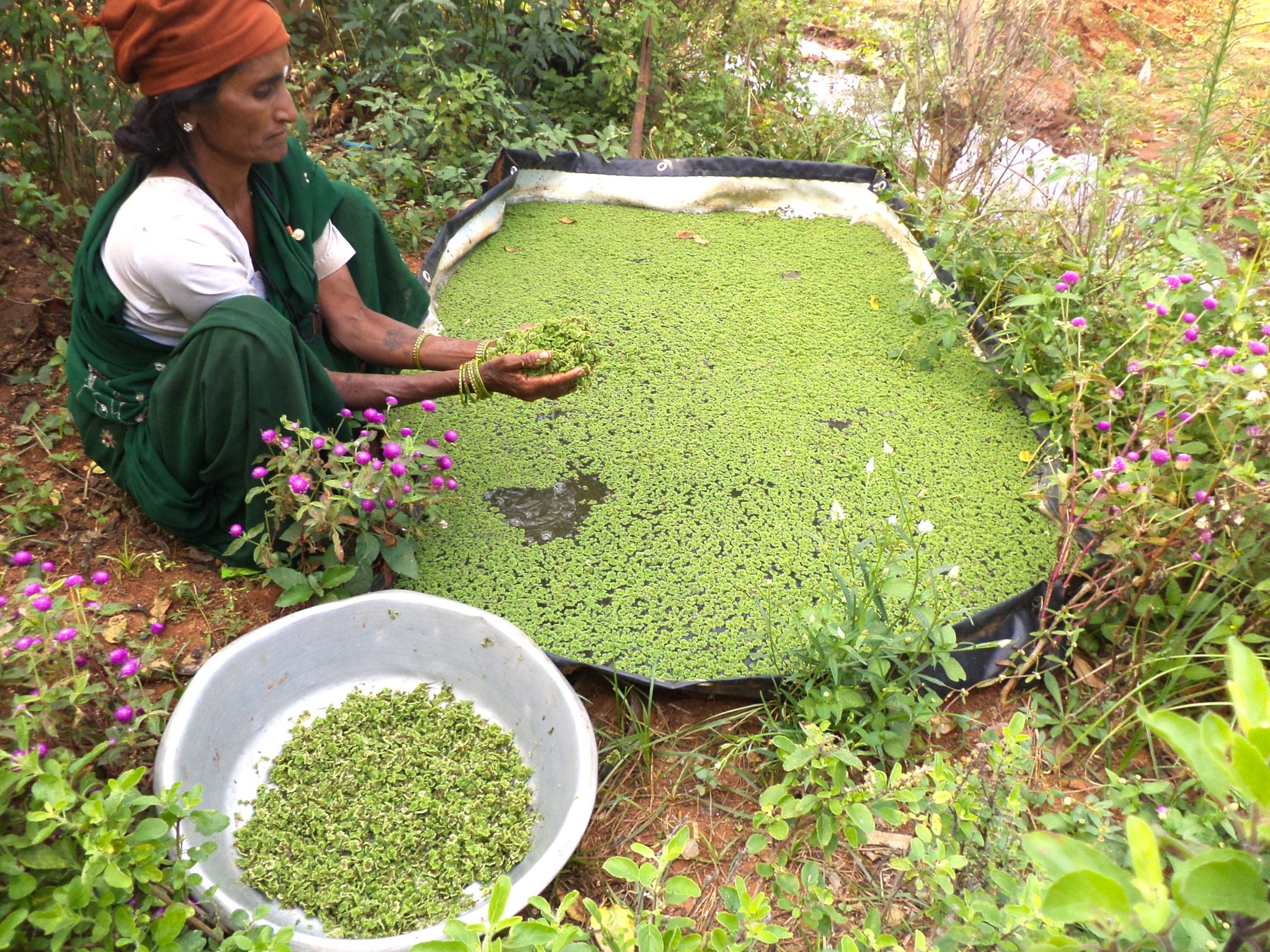 Azolla as poultry and cattle feed supplement