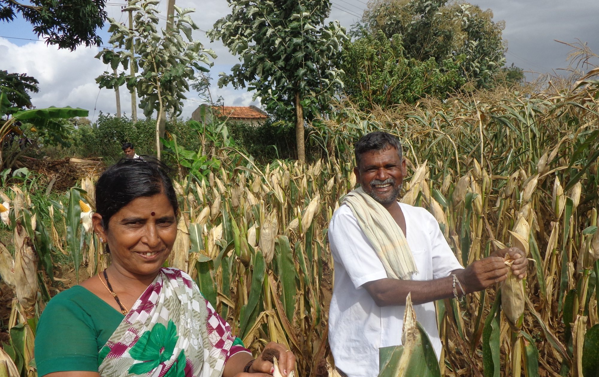 A woman and a man in their maize field at harvest time